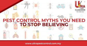 Read more about the article Pest Control Myths You Need To Stop Believing