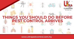 Read more about the article Things You Should Do Before Pest Control Arrives