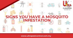 Read more about the article Signs You Have a Mosquito Infestation