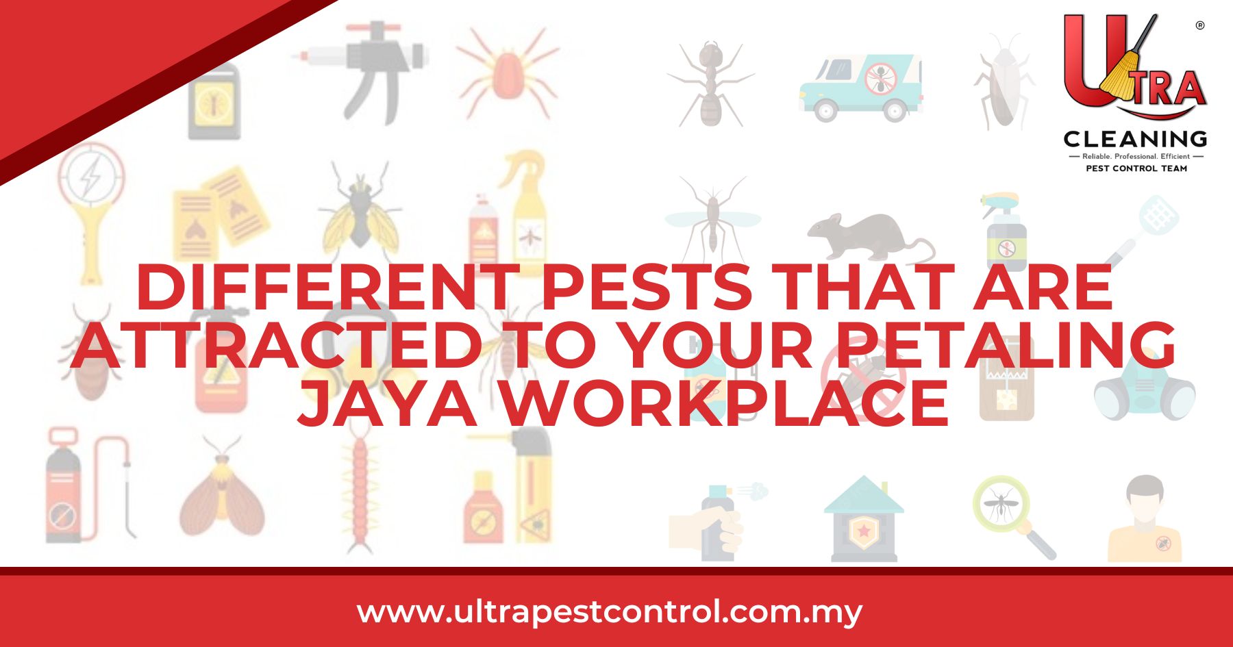 Read more about the article Different Pests That Are Attracted To Your Petaling Jaya Workplace