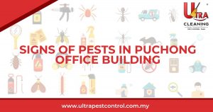 Read more about the article Signs of Pests in Puchong Office Building