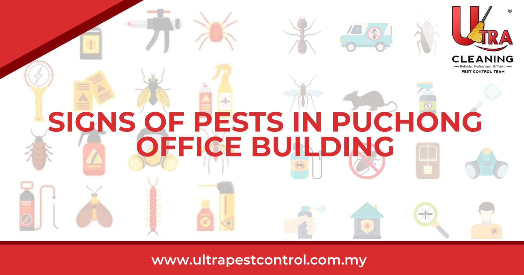 Signs of Pests in Puchong Office Building
